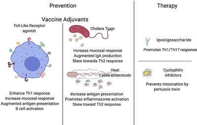 Immunomodulation as a Novel Strategy for Prevention and Treatment of Bordetella spp. Infections